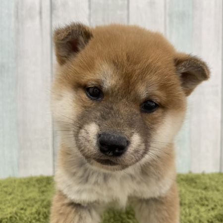 【大宮店】柴犬　夜宵（やよい）ちゃん