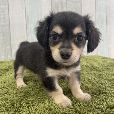 【大宮店】MIX犬（チワワ×ミニチュアダックスフンド）スモア君