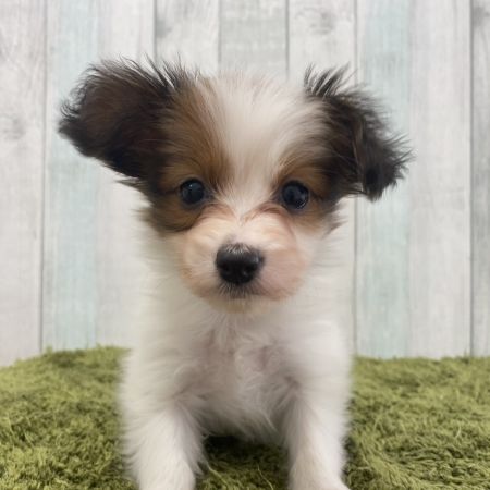 【大宮店】MIX犬（パピヨン×パピヨン・トイプードル）サフィーちゃん