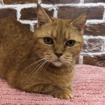 【板橋店】マンチカン　スンちゃん