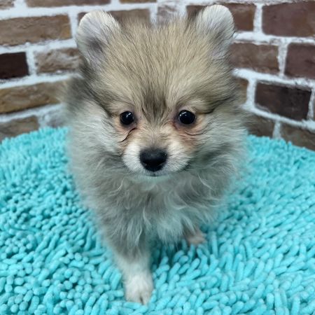 【板橋店】ポメラニアン　ポリンキー君