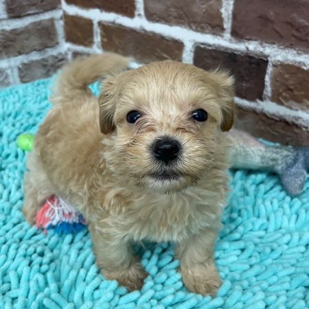 【板橋店】MIX犬（マルチーズ×トイプードル）ベビー君