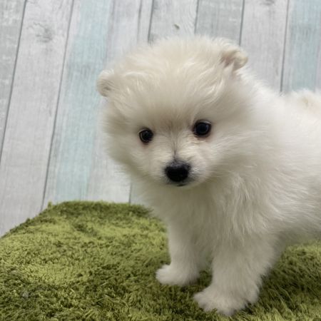 【大宮店】ポメラニアン　まさむね君