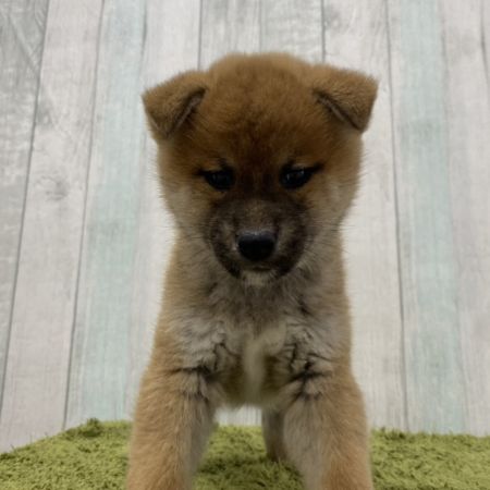 【大宮店】柴犬　おこわ君