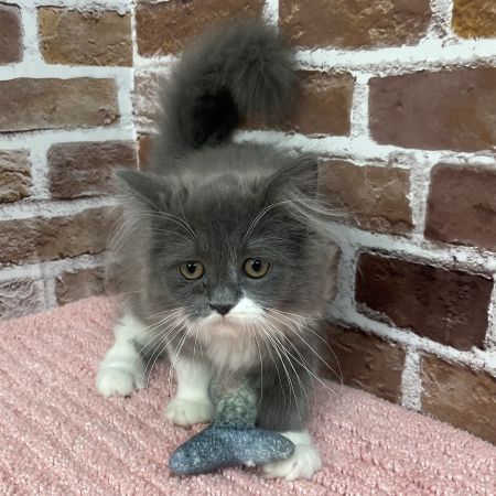 【板橋店】ラガマフィン　リリーちゃん