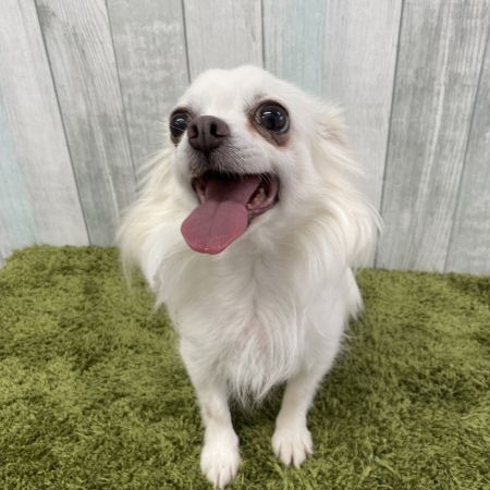 【大宮店】ロングコートチワワ　つくしちゃん