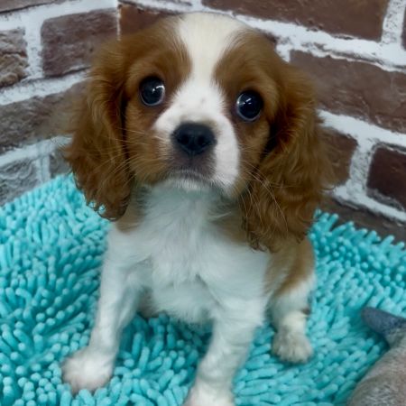 【板橋店】キャバリア　モンブラン君