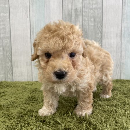 【大宮店】MIX犬（マルチーズ×トイプードル）　ジュン君