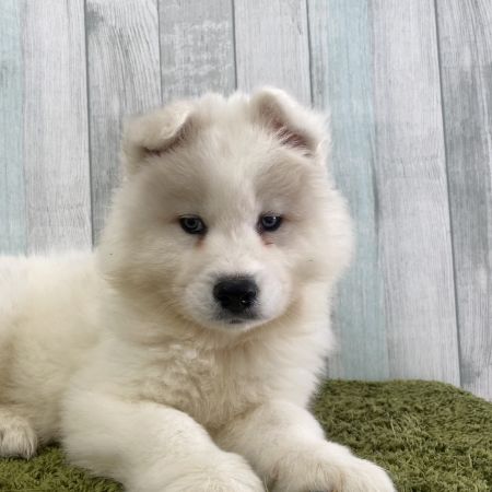 【大宮店】サモエド　クリス君