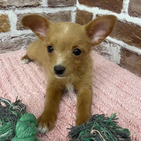 【板橋店】MIX犬（チワワ×トイプードル）スミちゃん