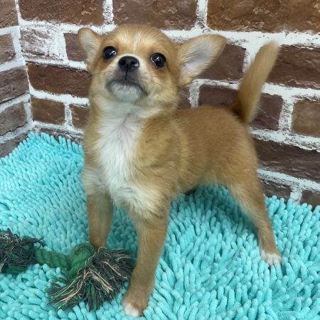 【板橋店】ロングコートチワワ　ぽんぽん君