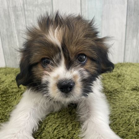 【大宮店】MIX犬（パピヨン×シーズー）ダミアン君