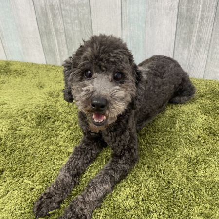 【大宮店】トイプードル　むつきちゃん