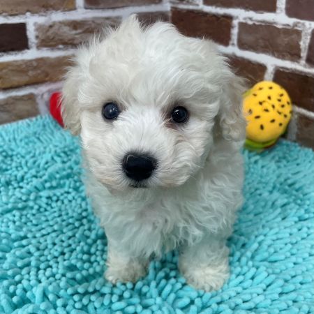 【板橋店】ビションフリーゼ