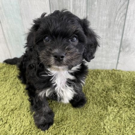 【大宮店】MIX犬（トイプードル×キャバリア）　セトス君