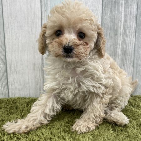 【大宮店】トイプードル　サンデー君