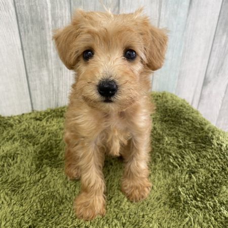 【大宮店】MIX犬（キャバリア×ミニチュアシュナウザー）　みたらしちゃん