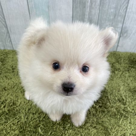 【大宮店】ポメラニアン　レム君