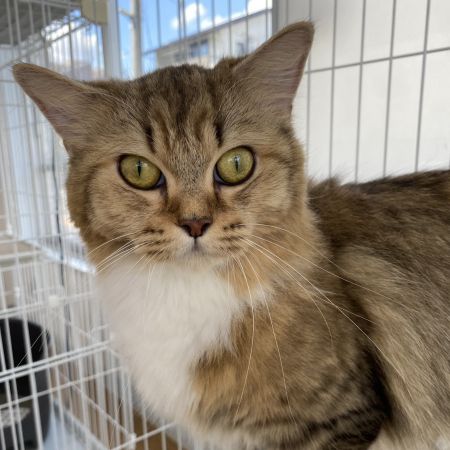 【大宮店】ミヌエット　ミアちゃん