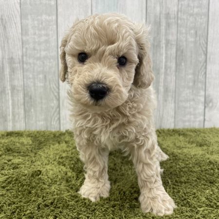 【大宮店】MIX犬（ビションフリーゼ×トイプードル）　青龍君