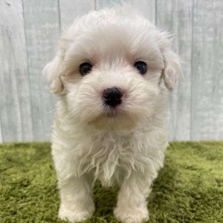 【大宮店】MIX犬（マルチーズ×トイプードル）　白虎君