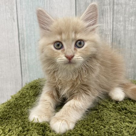 【大宮店】ミヌエット　ジェイド君