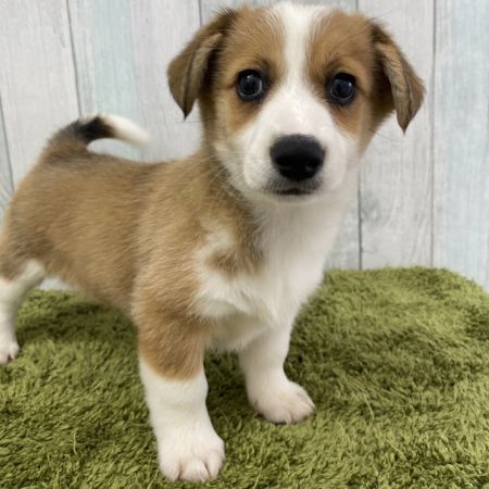 【大宮店】MIX犬（コーギー×ジャックラッセルテリア）　朱雀ちゃん