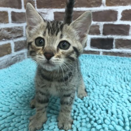 【板橋店】ジェネッタ　ルパン君