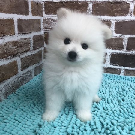 【板橋店】ポメラニアン　ごえもん君