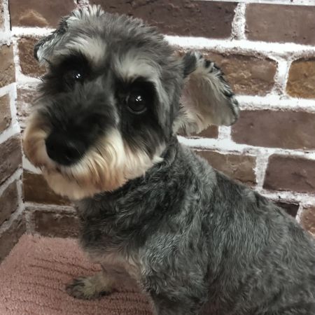 【板橋店】ミニチュアシュナウザー　ふじこちゃん