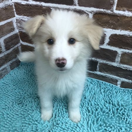 【板橋店】ボーダーコリー　ジゲン君