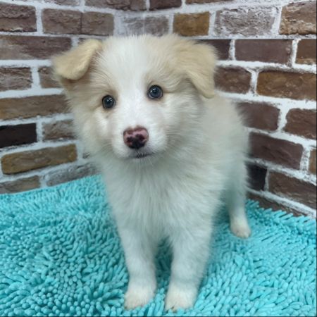 【板橋店】ボーダーコリー　ジゲン君