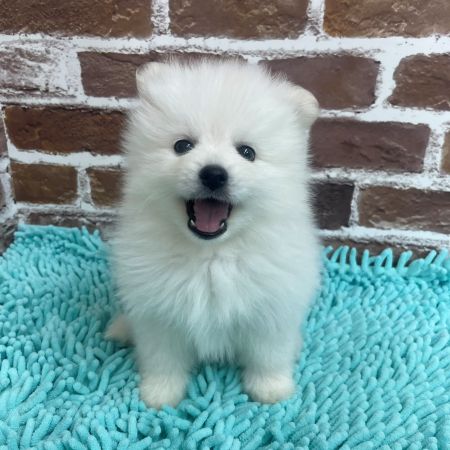 【板橋店】ポメラニアン　ごえもん君