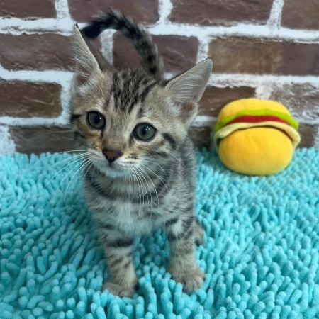 【板橋店】ジェネッタ　ルパン君