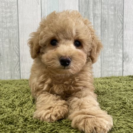 【大宮店】トイプードル　玄武君