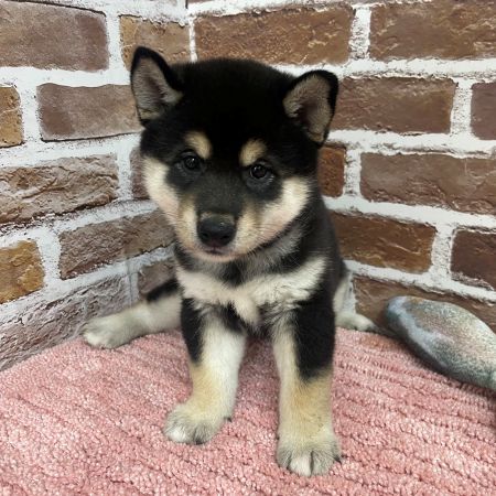 【板橋店】柴犬　アタックちゃん