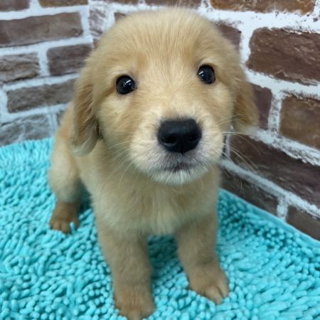 【板橋店】ゴールデンレトリーバー　タロ君