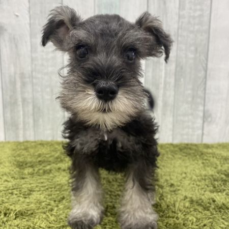 【大宮店】ミニチュアシュナウザー　ハンス君