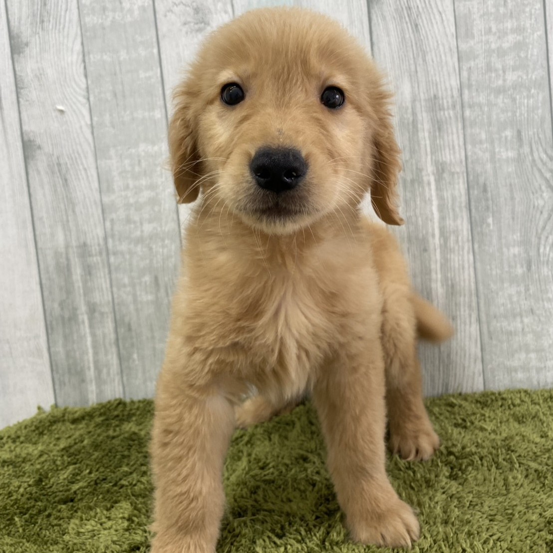 【大宮店】ゴールデンレトリバー　トランプ君