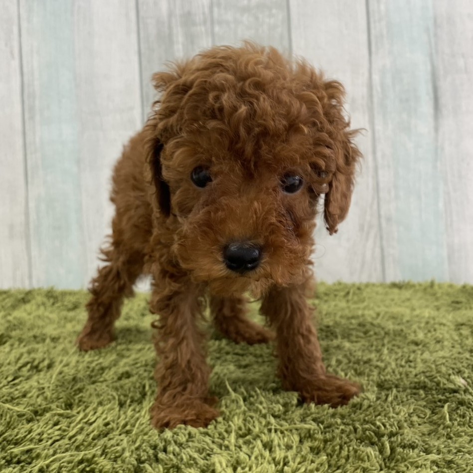 【大宮店】トイプードル　クリボー君