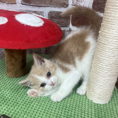 【板橋店】マンチカン しらこちゃん