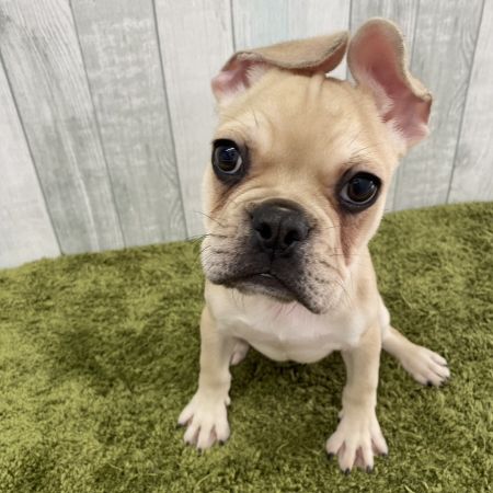【大宮店】フレンチブルドック　フォル君
