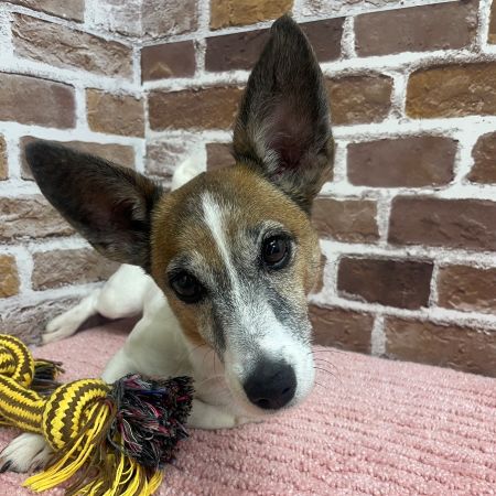 【板橋店】ジャックラッセルテリア　ソアちゃん