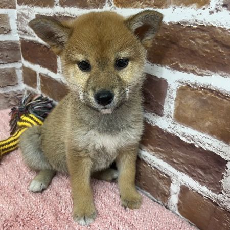 【板橋店】柴犬　はるかちゃん