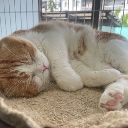 【板橋店】スコティッシュフォールド　わらびちゃん