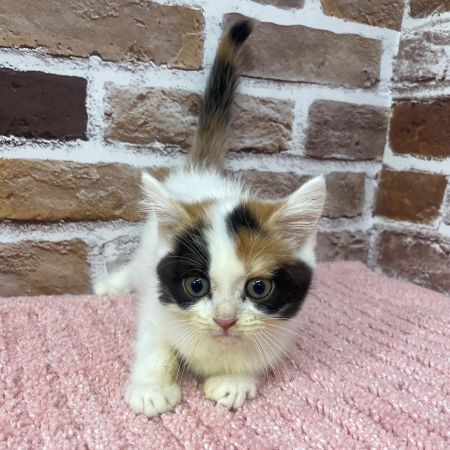 【板橋店】マンチカン　まるるちゃん