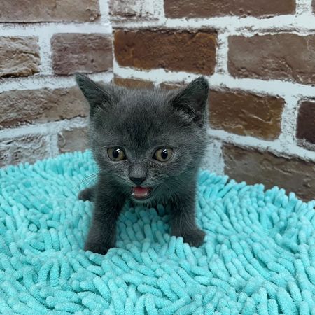 【板橋店】ブリティッシュショートヘアー　セオ君