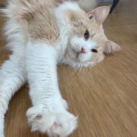 【板橋店】ノルウェージャンフォレストキャット　ライ君