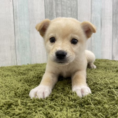 【大宮店】MIX犬（柴犬×ジャックラッセルテリア・フォックステリア）　やぶき君