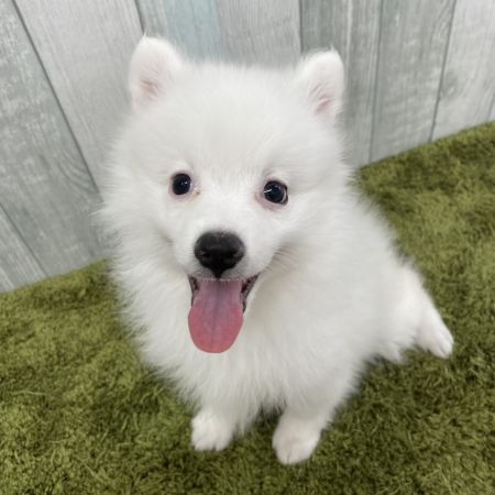 【大宮店】スピッツ　かすみちゃん